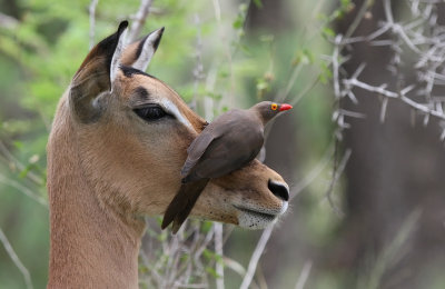 Red-billed Oxpecker (Buphagus erythrorhynchus)