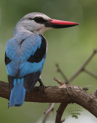 Woodland Kingfisher (Halcyon senegalensis)