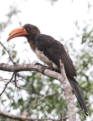 Crowned Hornbill (Tockus alboterminatus)