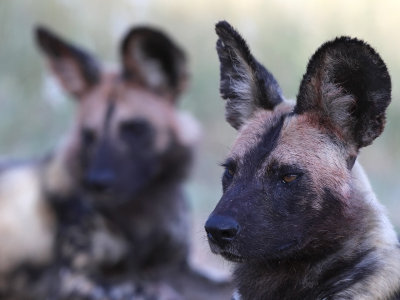 African Wild Dog (Lycaon pictus)