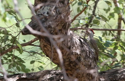 Bennett's Woodpecker (Campethera bennettii)