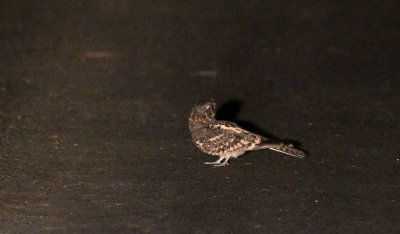  Fiery-necked Nightjar (Caprimulgus pectoralis)