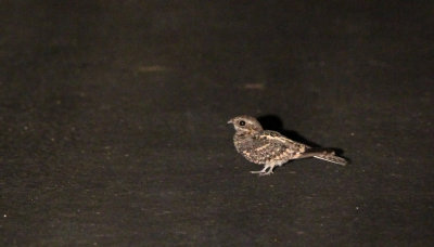  Fiery-necked Nightjar (Caprimulgus pectoralis)