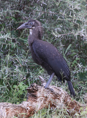 Southern Ground-hornbill - Bucorvus leadbeateri