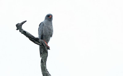 Dark Chanting-goshawk (Melierax metabates)