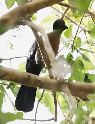 Purple-crested Turaco (Gallirex porphyreolophus)