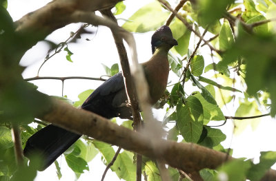 Purple-crested Turaco (Gallirex porphyreolophus)