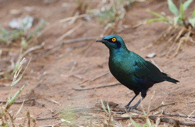 Greater Blue-eared Starling (Lamprotornis chalybaeus)