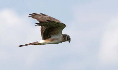 Pallid Harrier (Circus macrourus)