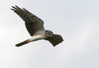 Pallid Harrier (Circus macrourus)