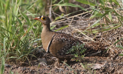 Double-banded Sandgrouse (Pterocles bicinctus)