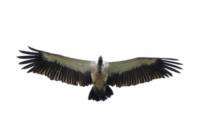 White-backed Vulture (Gyps africanus)