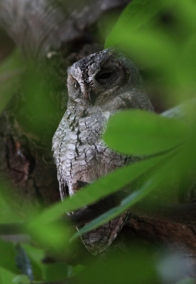 African Scops Owl (Otus senegalensis)