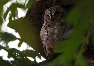 African Scops Owl (Otus senegalensis)