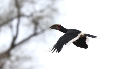  Trumpeter Hornbill (Bycanistes bucinator)