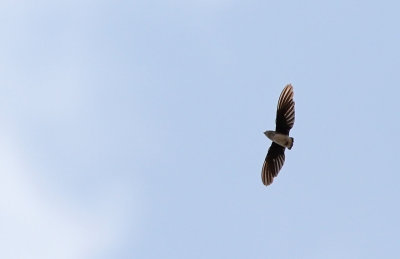 Böhm's Spinetail (Neafrapus boehmi)