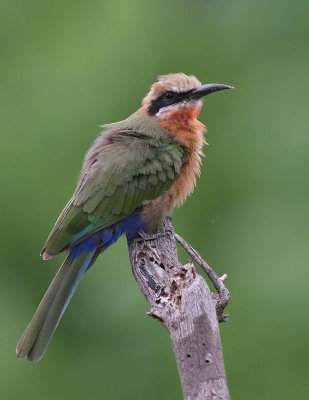 White-fronted Bee-eater (Merops bullockoides)