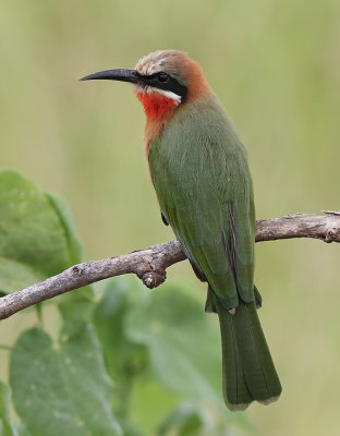 White-fronted Bee-eater (Merops bullockoides)