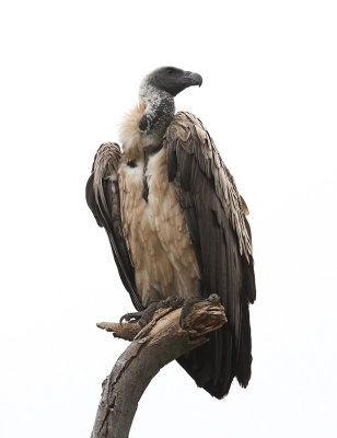 White-backed Vulture (Gyps africanus)