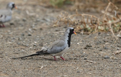 Namaqua Dove (Oena capensis)