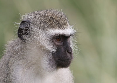 Vervet Monkey (Chlorocebus pygerythrus)