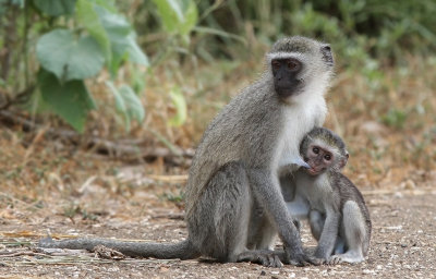 Vervet Monkey (Chlorocebus pygerythrus)