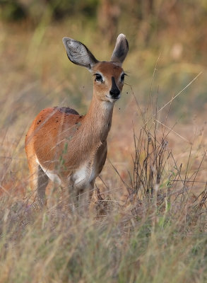 Steenbok (Raphicerus campestris)