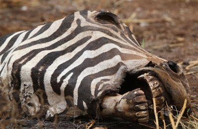 Burchell's Zebra (Equus quagga burchellii)