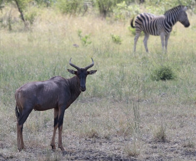 Tsessebe (Damaliscus lunatus)