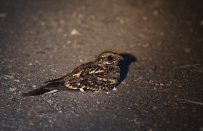 Square-tailed Nightjar (Caprimulgus fossii)