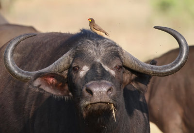 Yellow-billed Oxpecker (Buphagus africanus)