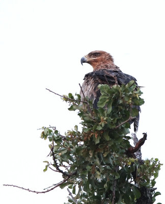 Tawny Eagle (Aquila rapax) ssp. rapax