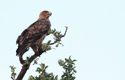 Tawny Eagle (Aquila rapax) ssp. rapax