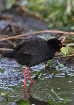 Black Crake (Amaurornis flavirostra)