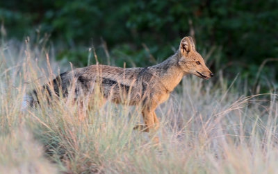 Side Striped Jackal (Canis adustus)