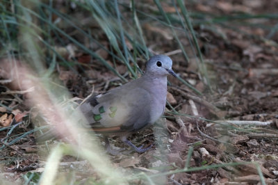 Emerald-spotted Wood Dove (Turtur chalcospilos)