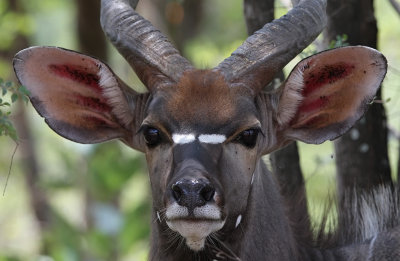 Nyala (Tragelaphus angasii)