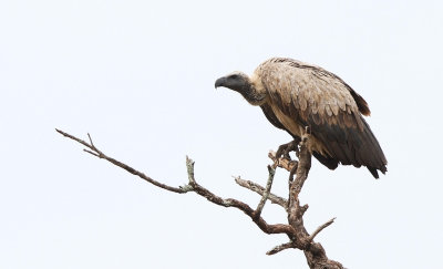 White-backed Vulture (Gyps africanus)