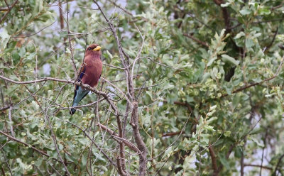 Broad-billed Roller - Eurystomus glaucurus ssp. pulcherrimus