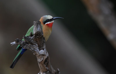 White-fronted Bee-eater (Merops bullockoides)