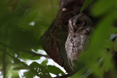 African Scops Owl (Otus senegalensis)