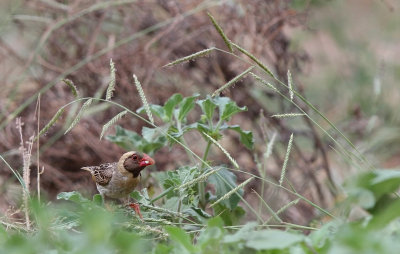 Red-billed Quelea (Quelea quelea)