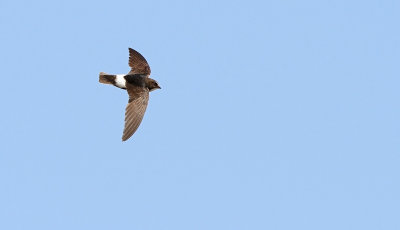 Little Swift (Apus affinis)