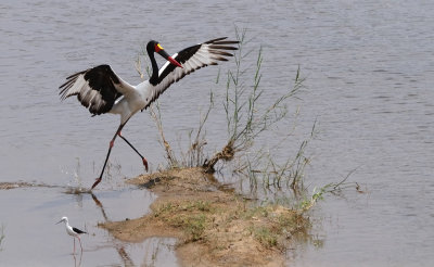 Saddle-billed Stork (Ephippiorhynchus senegalensis)