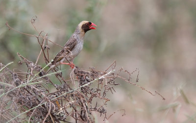 Red-billed Quelea (Quelea quelea)