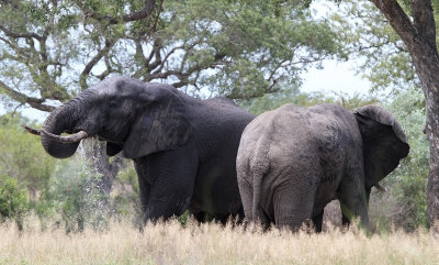 African Elephant (Loxodonta africana)