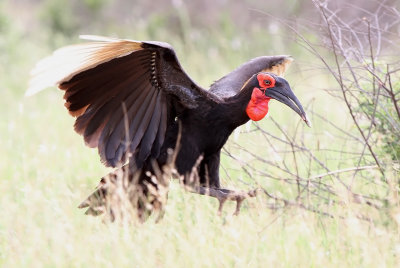 Southern Ground-hornbill - Bucorvus leadbeateri