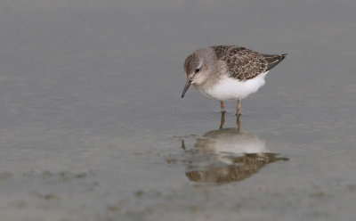 Temmincksryle - (Calidris temminckii) - Temminck's Stint