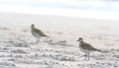 Hjejle - (Pluvialis apricaria) - European Golden Plover