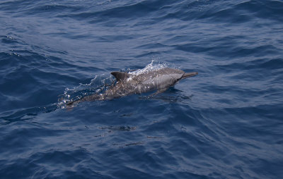 Pantropical Spotted Dolphin (Stenella attenuata)